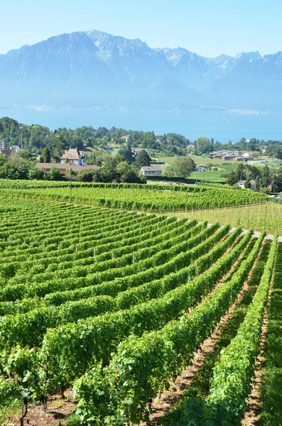 Vineyards near Montreux, Switzerland — Stock Photo, Image