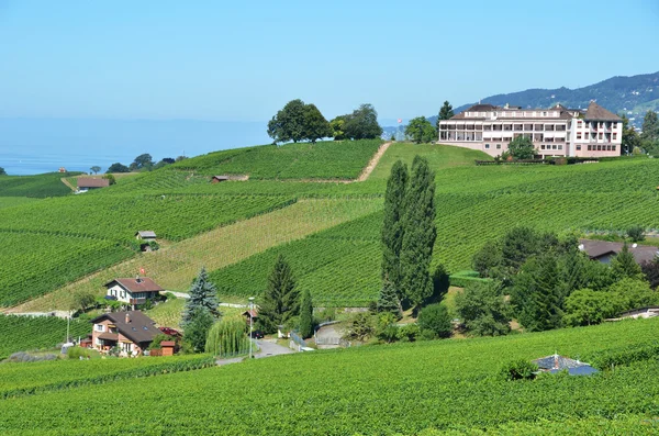 Wijngaarden in de lavaux regio, Zwitserland — Stockfoto