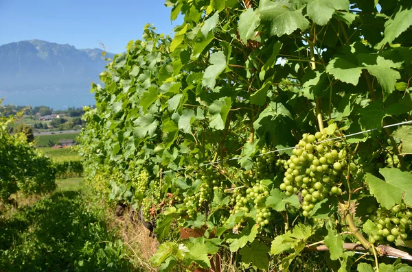 Winnice w regionie lavaux, Szwajcaria — Zdjęcie stockowe