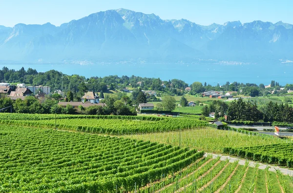 Viñedos en la región de Lavaux, Suiza — Foto de Stock