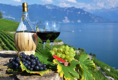 kırmızı şarap ve üzüm lavaux bölgedeki bağ Teras,