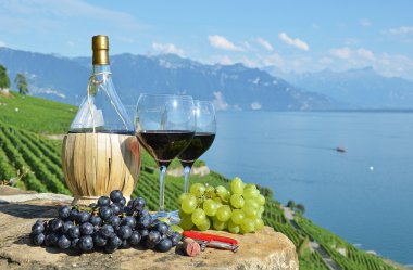 kırmızı şarap ve üzüm. Lavaux bölge, İsviçre