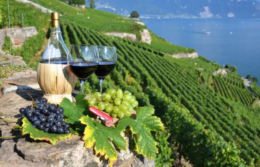kırmızı şarap ve üzüm. Lavaux bölge, İsviçre