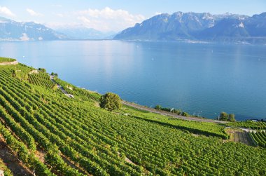 Lavaux bölgesindeki üzüm bağları, İsviçre