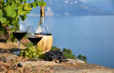 kırmızı şarap ve üzüm lavaux bölgedeki bağ Teras,
