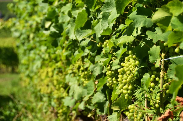 Lavaux bölgesindeki üzüm bağları, İsviçre