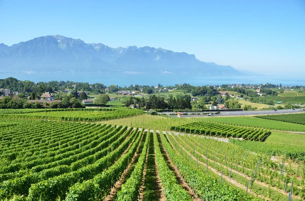 Vinhedos perto de Montreux, Suíça — Fotografia de Stock