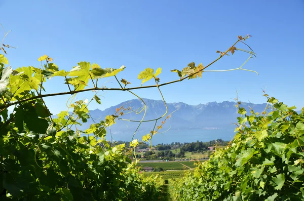 Winnice w pobliżu montreux, Szwajcaria — Zdjęcie stockowe