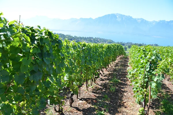 Vineyards in Lavaux region, Switzerland — Stock Photo, Image