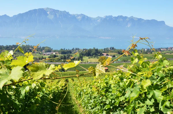 Viñedos cerca de Montreux, Suiza —  Fotos de Stock