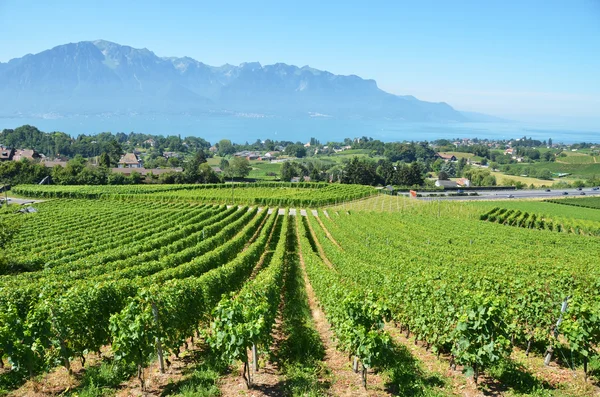 Vinhedos perto de Montreux, Suíça — Fotografia de Stock