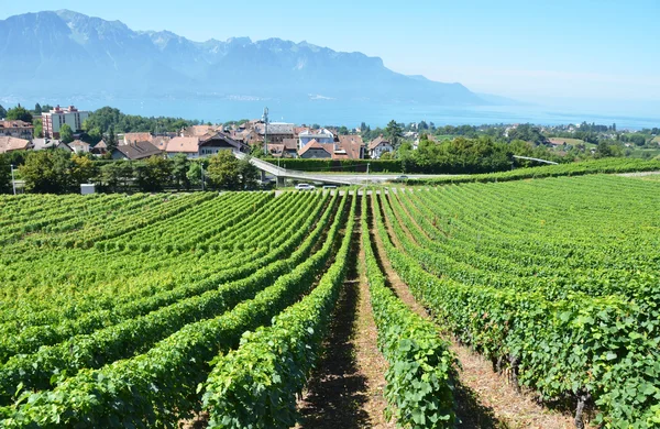 モントルー、スイス連邦共和国の近くのブドウ園 — ストック写真