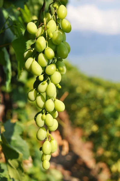 Viñedos en la región de Lavaux contra el lago de Ginebra, Suiza —  Fotos de Stock