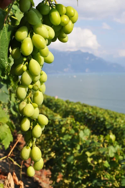 Vignobles dans la région de Lavaux face au lac Léman, Suisse — Photo