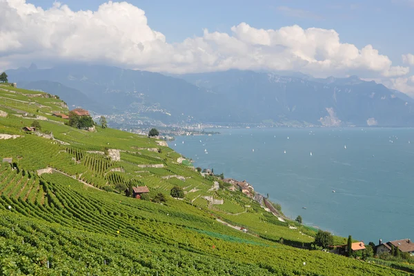 Szőlőültetvények lavaux ellen a Genfi-tó, Svájc — Stock Fotó