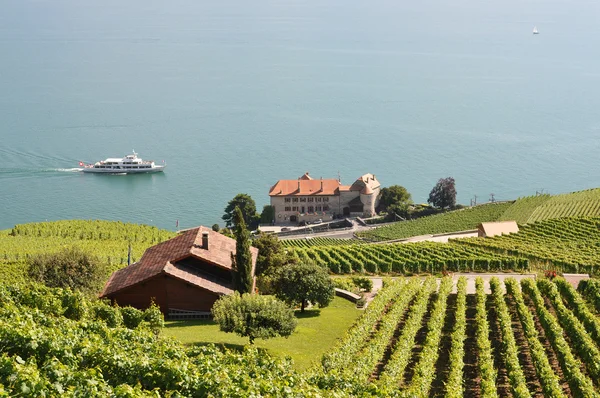 Słynne winnice w regionie lavaux przeciwko nad Jeziorem Genewskim. Szwajcaria — Zdjęcie stockowe