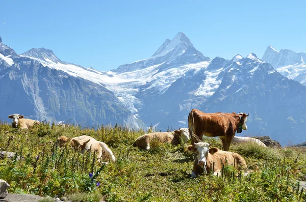 Vacas en el prado alpino. Región de Jungfrau, Suiza — Foto de Stock