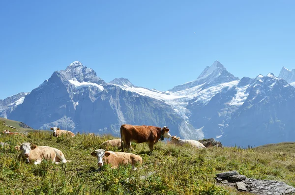 Krowy na alpejskie łąki. regionie Jungfrau, Szwajcaria — Zdjęcie stockowe