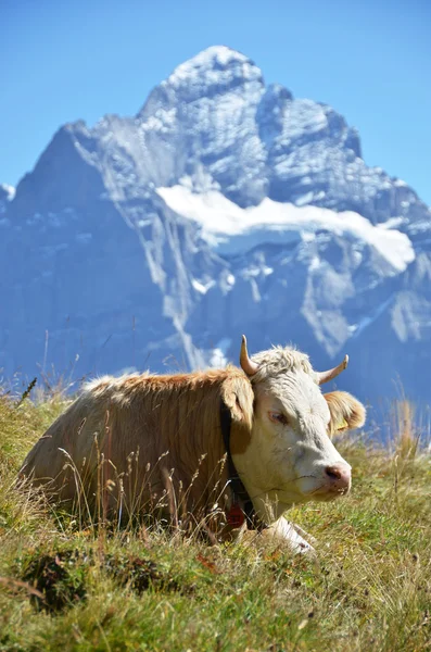 Vaca num prado alpino. Região de Jungfrau, Suíça — Fotografia de Stock