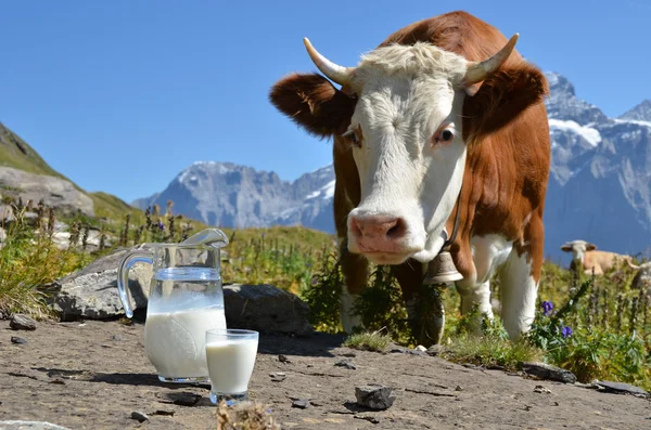 Inek ve süt kabı. Jungfrau bölge, İsviçre — Stok fotoğraf