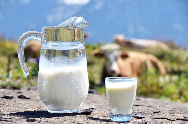 Jarra de leche contra manada de vacas. Región de Jungfrau, Suiza — Foto de Stock