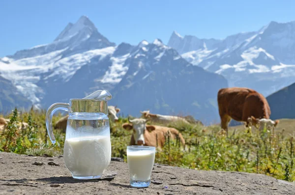 Jug of milk against herd of cows. Jungfrau region, Switzerland — Stock Photo, Image