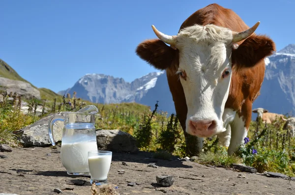 Cow and jug of milk. Jungfrau region, Switzerland — Stock Photo, Image