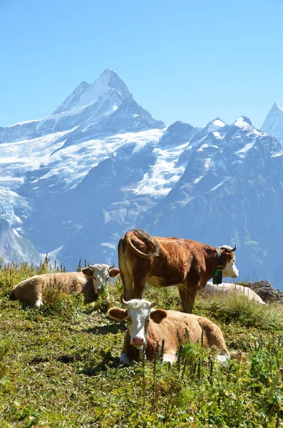 Vacas en el prado alpino. Región de Jungfrau, Suiza —  Fotos de Stock