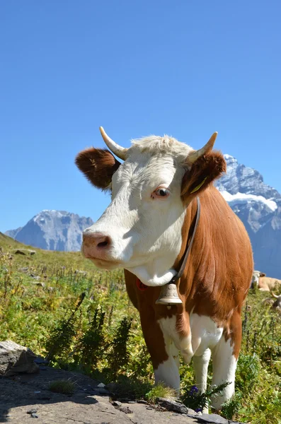 Swiss cow. Jungfrau region, Switzerland — Stock Photo, Image