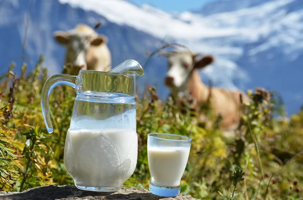 Jug of milk against herd of cows. Switzerland — Stock Photo, Image