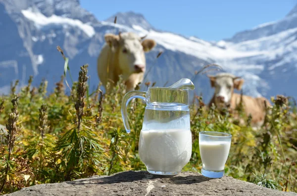 Kruik van melk tegen kudde van koeien. Zwitserland — Stockfoto