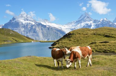 Alpin çayır inek. Jungfrau bölge, İsviçre