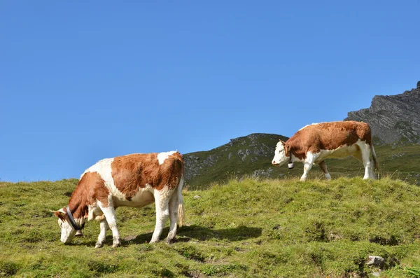 Mucche in un prato alpino. Regione di Jungfrau, Svizzera — Foto Stock