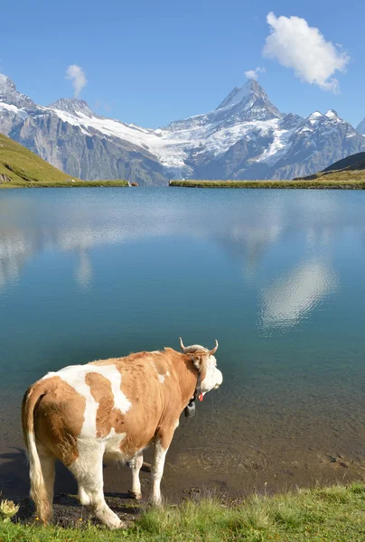牛在高寒草甸中。瑞士少女峰地区 — 图库照片