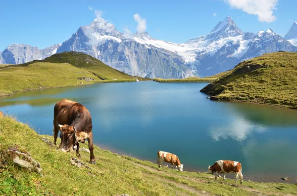 Krowy w alpejska łąka. regionie Jungfrau, Szwajcaria — Zdjęcie stockowe