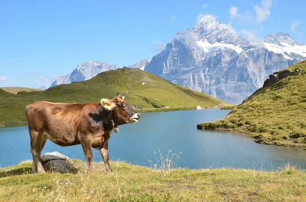 Vacas num prado alpino. Região de Jungfrau, Suíça — Fotografia de Stock