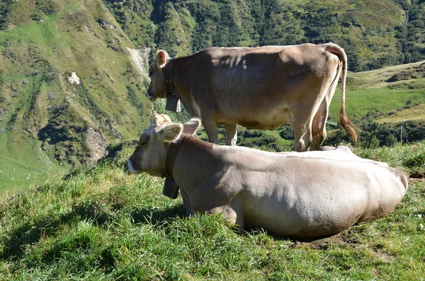 Cow in an Alpine meadow. Furka pass, Switzerland — 图库照片