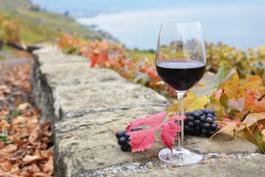 lavaux bölgesinde, swit Teras bağ üzerinde kırmızı şarap