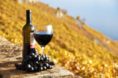 kırmızı şarap ve üzüm lavaux bölgedeki bağ Teras,