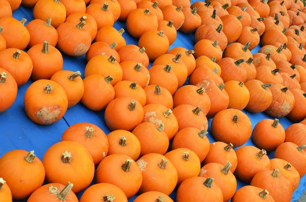 Pumpkins — Stock Photo, Image