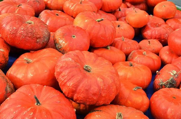 Calabazas — Foto de Stock