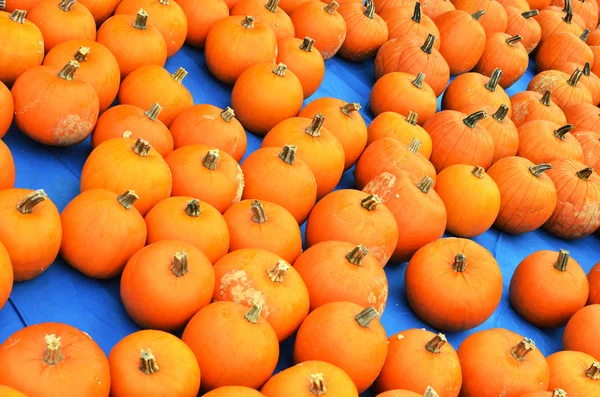 Pumpkins — Stock Photo, Image