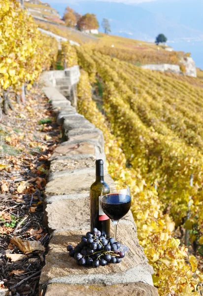 Vino tinto y uvas en la terraza del viñedo en la región de Lavaux , — Foto de Stock