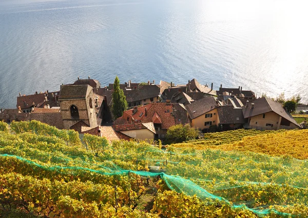 Αμπελώνες στην περιοχή lavaux, Ελβετία — Φωτογραφία Αρχείου