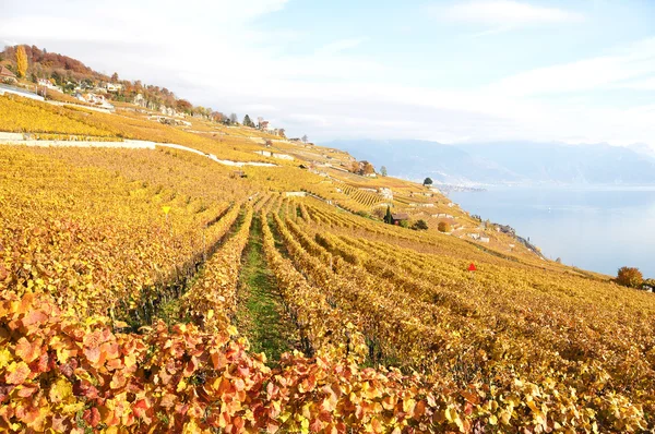 Viñedos en la región de Lavaux, Suiza —  Fotos de Stock