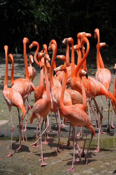 Flamingoer fra Karibia – stockfoto