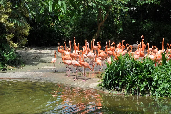 Flamingoer fra Karibia – stockfoto