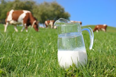 Bir bidon süt inek sürüsü karşı. emmental bölge, İsviçre