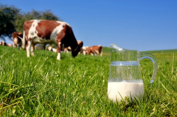 Kuh und Krug Milch. emmental region, schweiz — Stockfoto