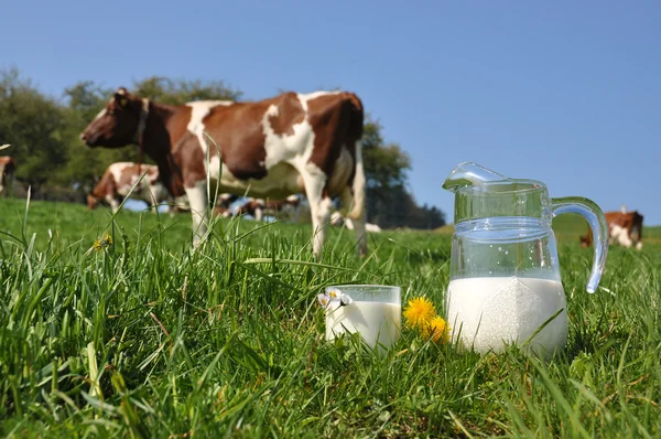 Jarro de leite contra rebanho de vacas. Região Emmental, Suíça — Fotografia de Stock